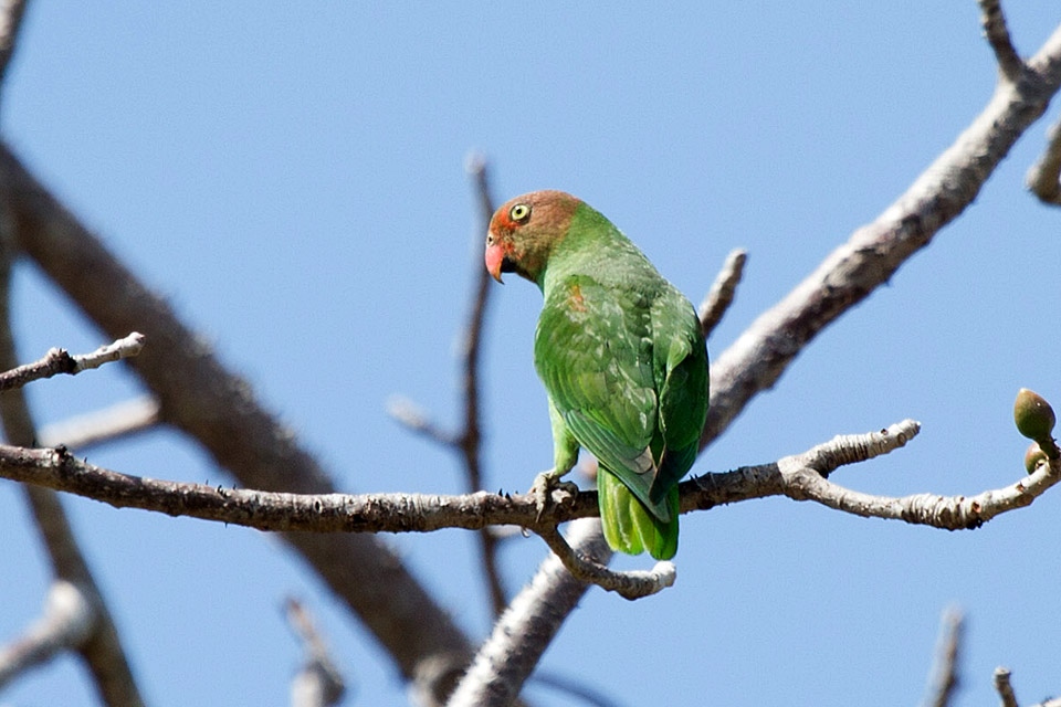 Red-cheeked Parrot (Geoffroyus geoffroyi)